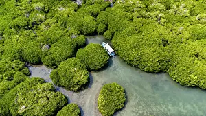 Rhizophoraceae: Aerial of the Mangrove forest, Farasan islands