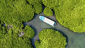 Rhizophoraceae: Aerial of the Mangrove forest, Farasan islands