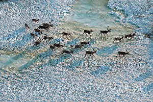Leaving: Aerial Porcupine Caribou herd migrating leaving