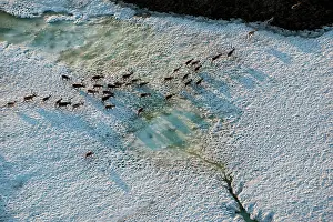Leaving: Aerial Porcupine Caribou herd migrating leaving