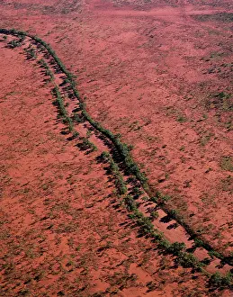 Camaldulensis: Aerial - Red river gum - growing along river bed