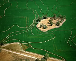 Paddies: Aerial - Ricefield - Barham