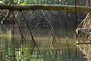 Rhizophora: Aerial roots of Red Mangrove Swamp in the Caroni
