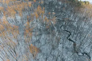Marion: Aerial of snowy trees, Marion County, Illinois