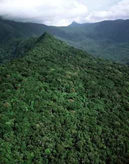 Daintree: Aerial - Tropical rainforest near Cape Tribulation