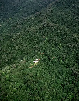 Daintree: Aerial - Tropical rainforest near Cape Tribulation