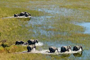 Okavango: Aerial view of African Bush Elephant (loxodonta