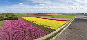 Aerials: Aerial view of a beautiful landscape filled with colorful tulips