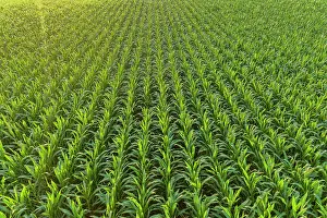 Marion: Aerial view of corn field, Marion County, Illinois