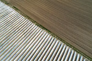 Vegetables: Aerial view field asparagus cultivation near Schrobenhausen