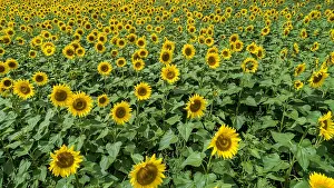 Sunflowers: Aerial view of a field with sunflowers (Helianthus