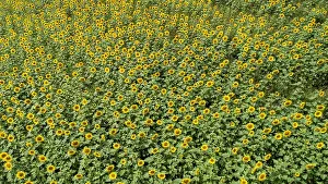 Sunflowers: Aerial view of a field with sunflowers (Helianthus