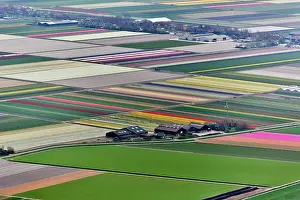 Surrounding: Aerial view of flower field patterns surrounding