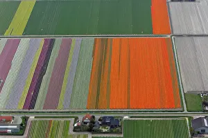 Surrounding: Aerial view of flower field patterns surrounding