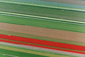 Surrounding: Aerial view of flower field patterns surrounding