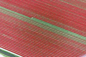 Surrounding: Aerial view of flower field patterns surrounding
