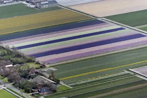 Surrounding: Aerial view of flower field patterns surrounding