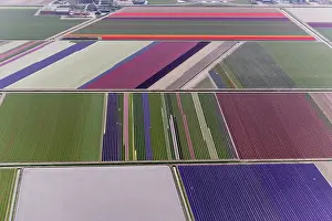 Surrounding: Aerial view of flower field patterns surrounding