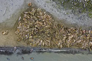 Odobenus: Aerial view over herd of walruses (Odobenus rosmarus)