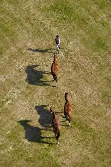 File: Aerial view of horses in a field in Picardy France