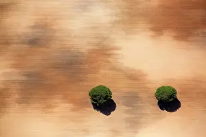 Gymnosperm: Aerial view of Pine trees in a field, Huelva, Andalusia