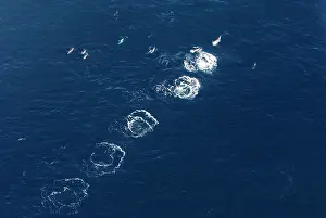 Visible: Aerial view of a pod of Dusky dolphins - one dolphin
