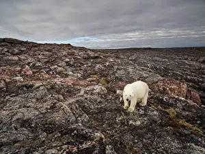 Wide: Aerial view of Polar Bear (Ursus maritimus) walking