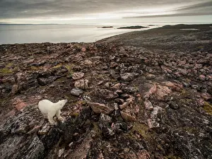 Wide: Aerial view of Polar Bear (Ursus maritimus) walking
