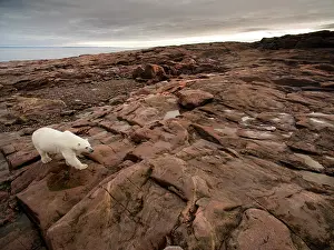 Wide: Aerial view of Polar Bear (Ursus maritimus) walking
