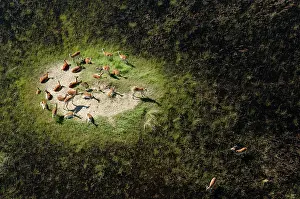 Lechwes: Aerial view of Red Lechwe on Island