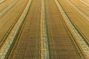 Rows: Aerial view of rows of wheat straw before baling