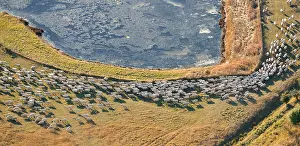 Baie: Aerial view of Salted Sheep in meadow in Baie de Somme