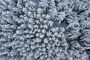 Firs: Aerial view, with snow-covered conifers, firs and