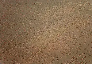 Recent: Aerial view of the so-called Fairy Circles, which