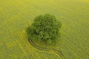Rapeseed: Aerial view over solitary common oak, pedunculate