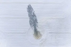Soil: Aerial view over solitary common oak, pedunculate