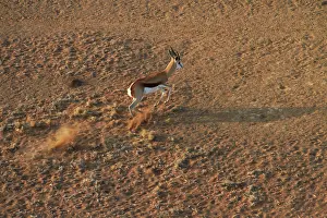 Sesriem: Aerial view of Springbok running, Namib