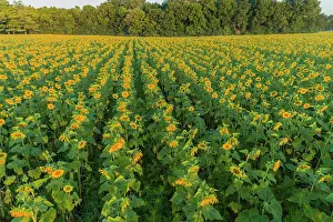 Jasper: Aerial view of a Sunflower field at sunrise, Jasper