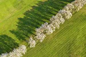 Diagonal: Aerial view, tree avenue, flowering fruit trees