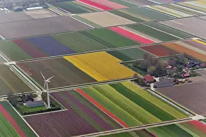 Hyacinth: Aerial view of tulip and hyacinth flower