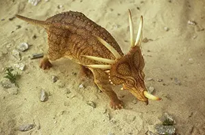 Models: Aerial view of walking Styracosaur