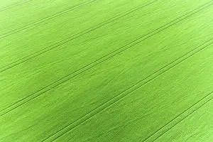 Daybreak Imagery: Aerial view of wheat field, Marion County, Illinois