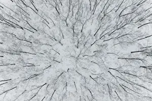 Snowfall: Aerial view of woods after a snowfall, Marion County