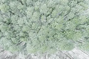 Pine: Aerial view of woods and white pine trees after