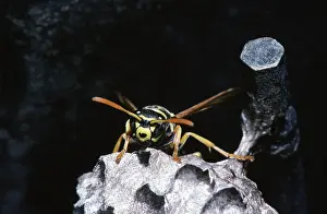 Dolichovespula: Aerial Yellowjacket