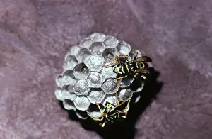 Dolichovespula: Aerial Yellowjackets