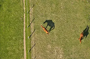 Indre: Aeriel view of Horses in a meadow in Touraine France