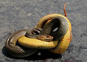 Roadkill: Aesculapian snake (Elaphe longissima) crushed by