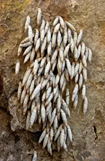Cretan: Aestivating Cretan Door Snails