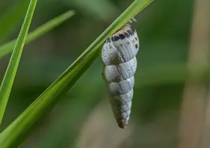 Chalk: An aestivating Pointed Snail, Cochlicella acuta